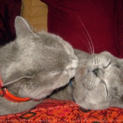 Photo de Chartreux