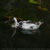 Photo de Canard