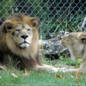 Photo de Lion