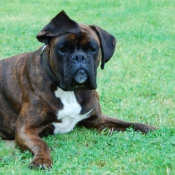 Photo de Boxer