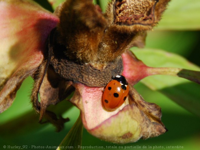 Photo de Coccinelle