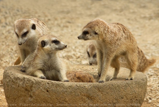 Photo de Suricate