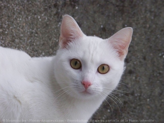 Photo de Chat domestique