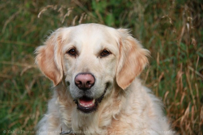 Photo de Golden retriever