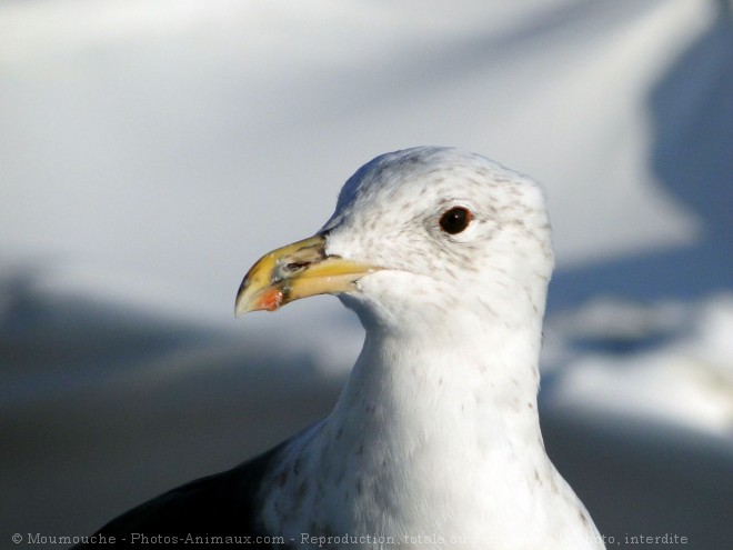 Photo de Goeland