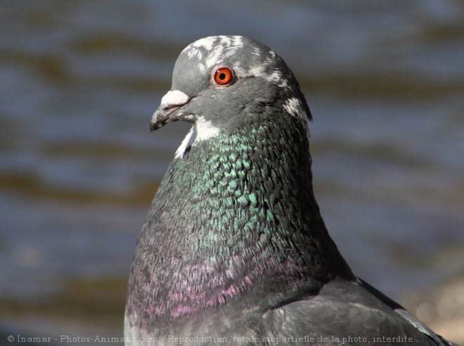 Photo de Pigeon