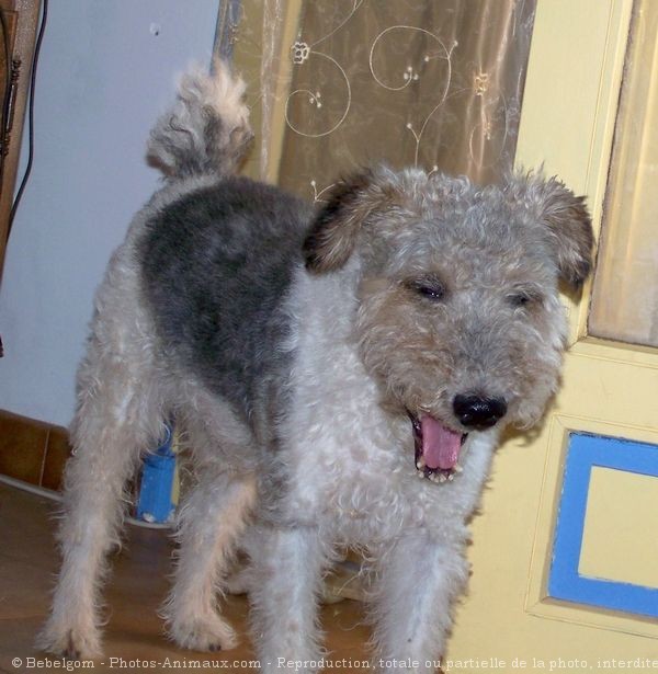 Photo de Fox terrier  poil dur