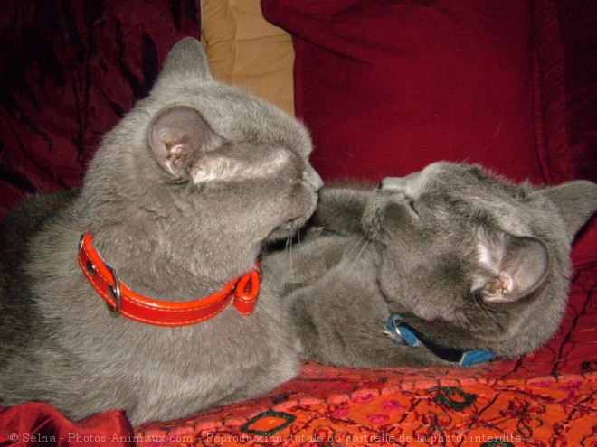 Photo de Chartreux