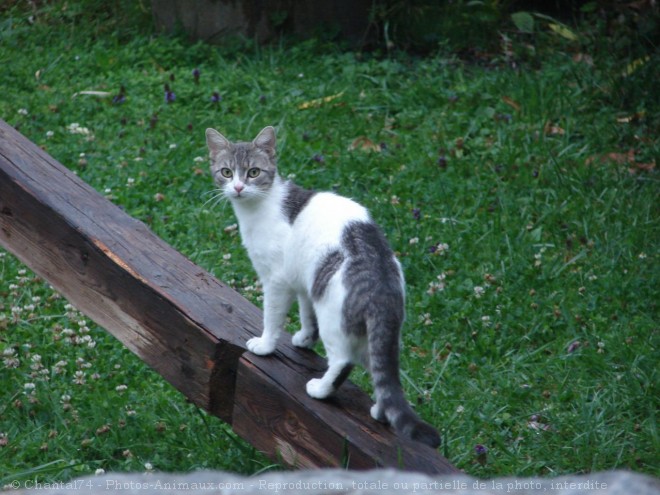 Photo de Chat domestique