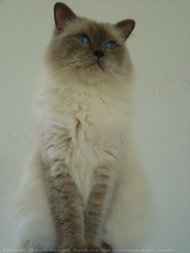 Photo de Ragdoll