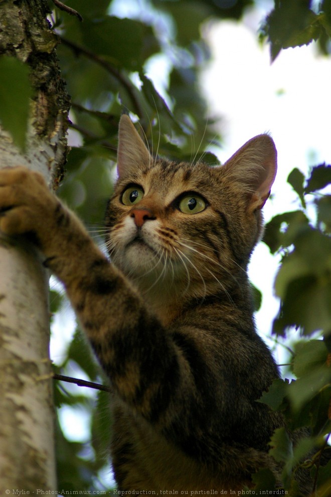 Photo de Chat domestique