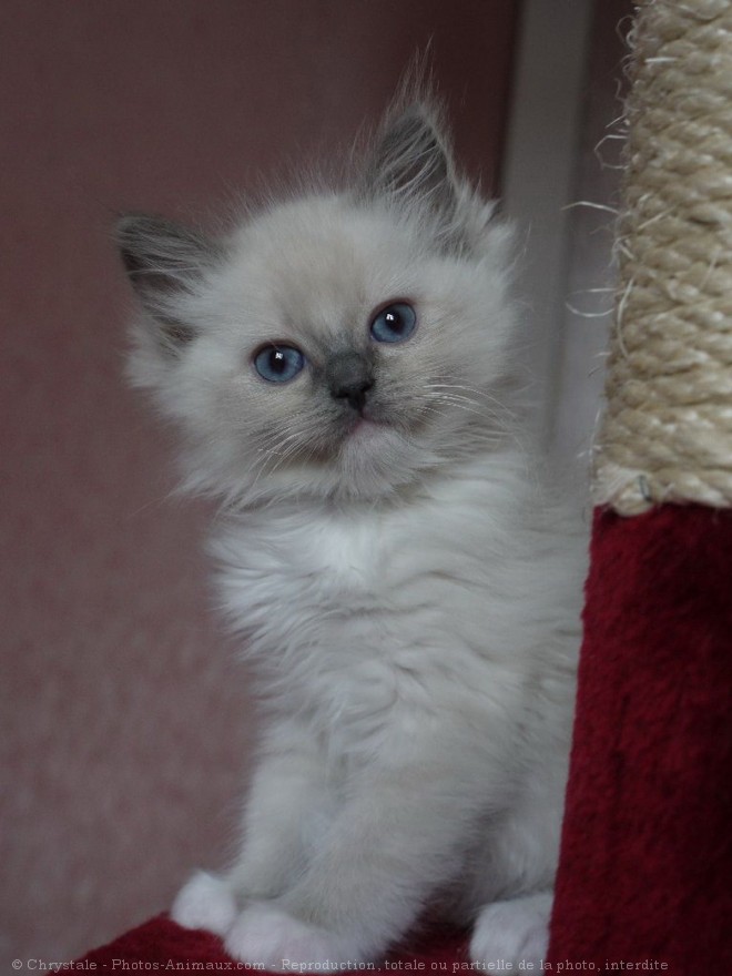 Photo de Ragdoll