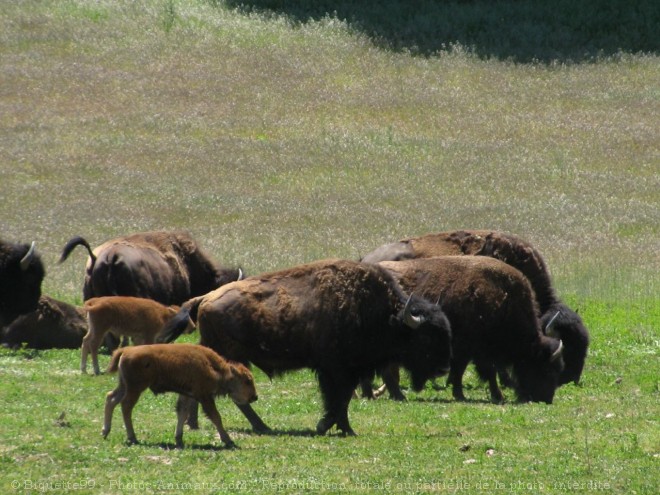 Photo de Bison