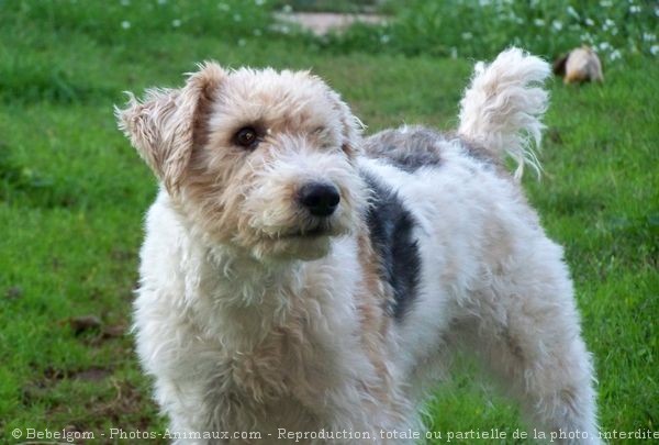 Photo de Fox terrier  poil dur