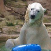 Photo d'Ours