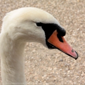 Photo de Cygne