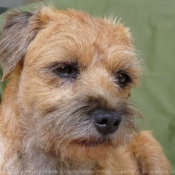 Photo de Border terrier