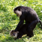 Photo de Singe - macaque