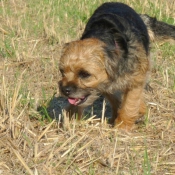 Photo de Border terrier