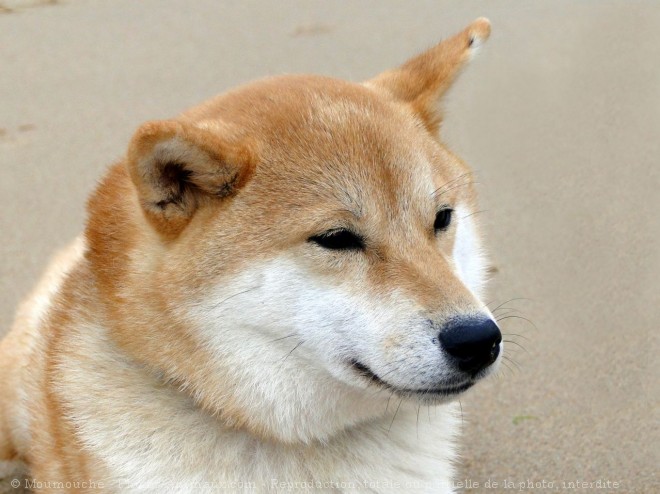 Photo de Shiba