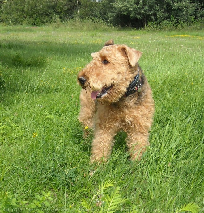 Photo d'Airedale terrier