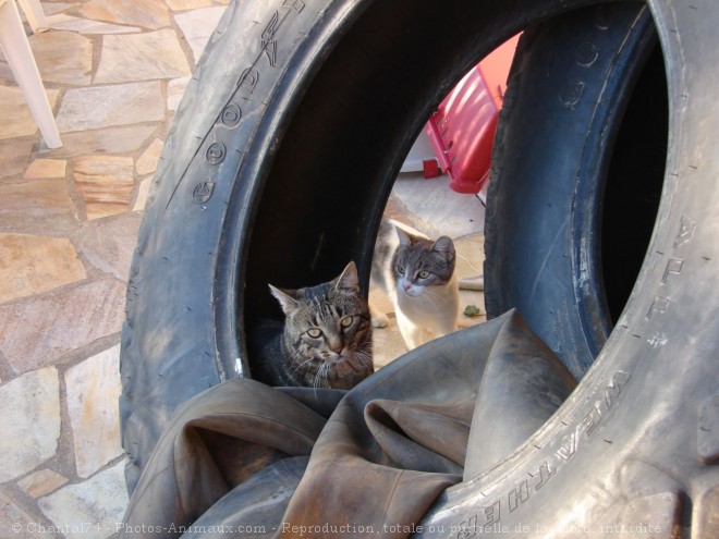 Photo de Chat domestique