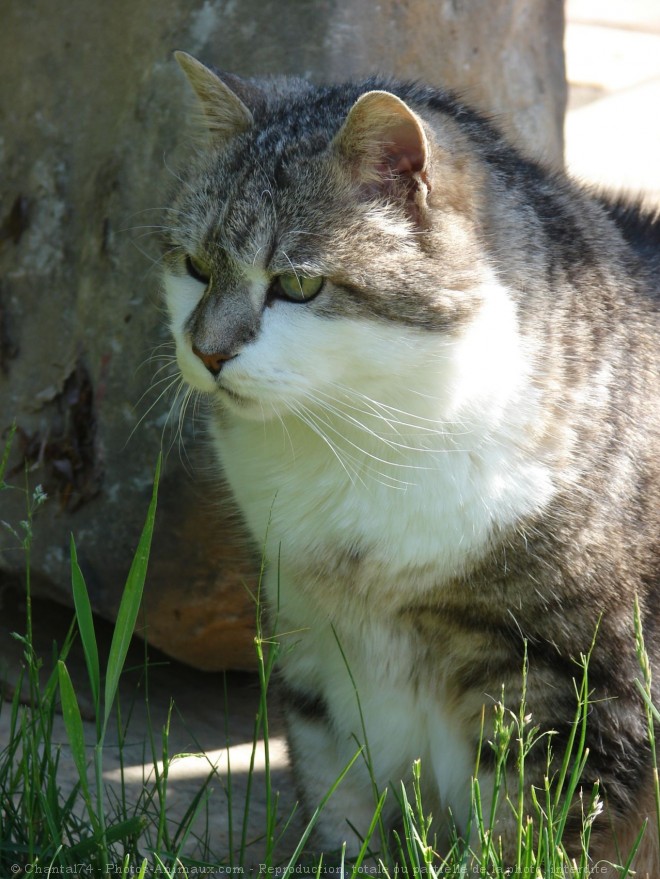 Photo de Chat domestique