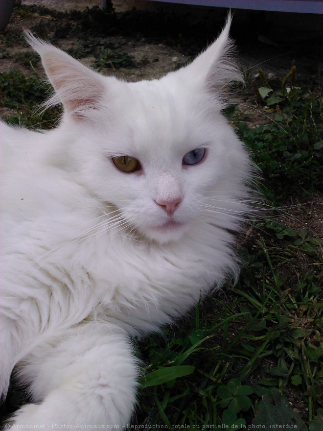 Photo de Maine coon