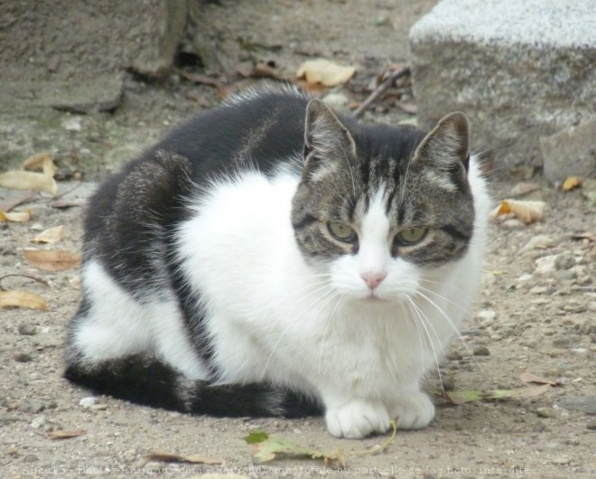 Photo de Chat domestique