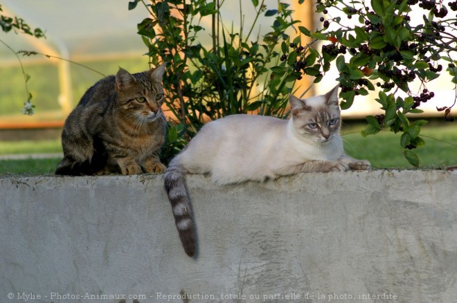 Photo de Chat domestique