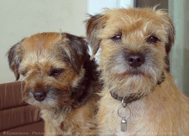 Photo de Border terrier