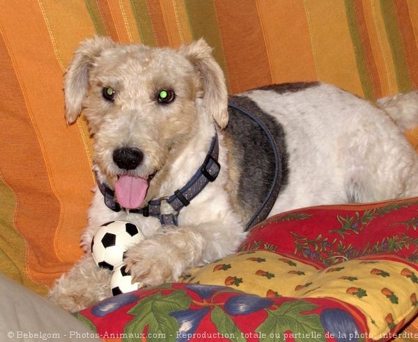 Photo de Fox terrier  poil dur