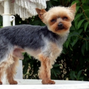 Photo de Yorkshire terrier