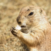 Photo de Chien de prairie