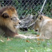 Photo de Lion