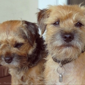 Photo de Border terrier