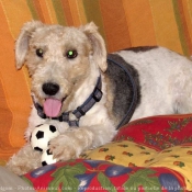 Photo de Fox terrier  poil dur