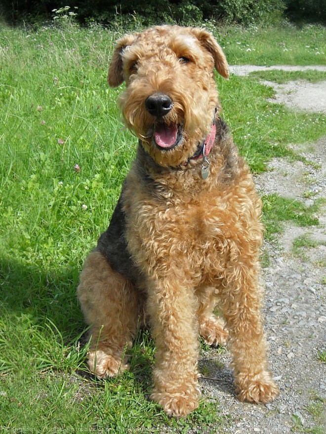 Photo d'Airedale terrier