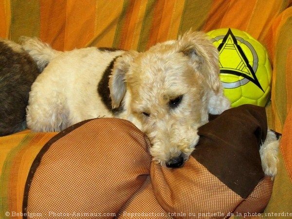 Photo de Fox terrier  poil dur