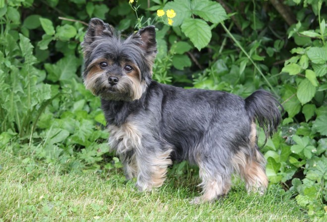 Photo de Yorkshire terrier