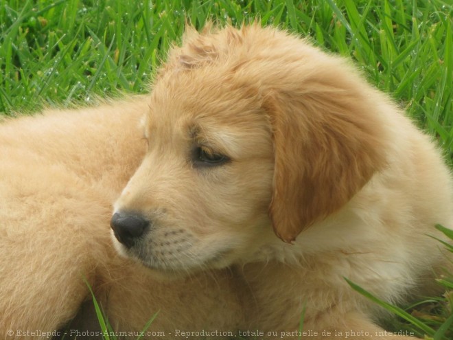 Photo de Golden retriever