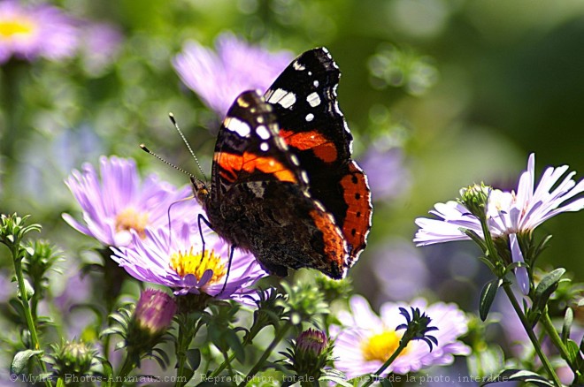 Photo de Papillon