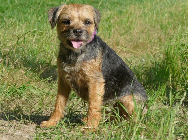 Photo de Border terrier