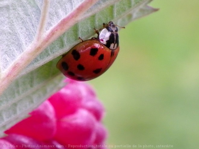 Photo de Coccinelle