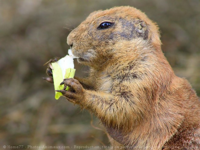 Photo de Chien de prairie