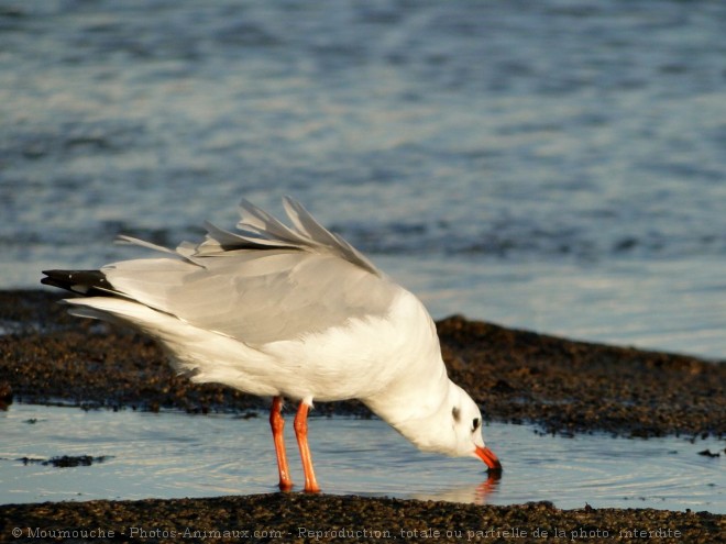 Photo de Mouette