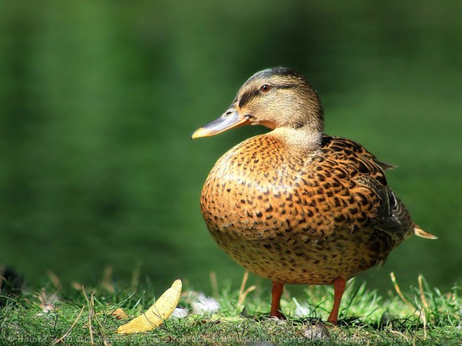 Photo de Canard colvert