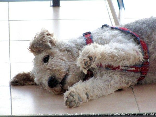 Photo de Fox terrier  poil dur