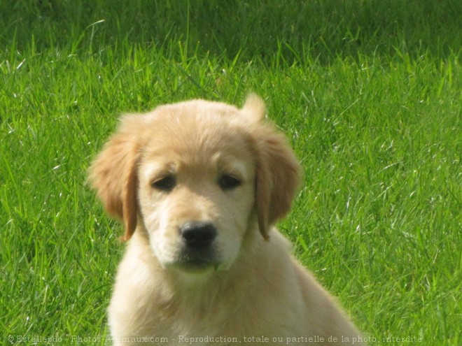 Photo de Golden retriever