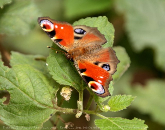 Photo de Papillon - paon du jour